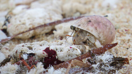 Hermit crab walking in the sand. Fiji 