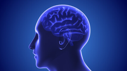 Medical concept of the human brain	
