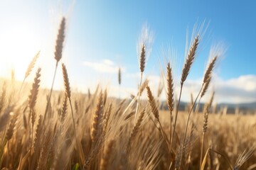 wheat field in the sunlight, with a soft focus on individual grains