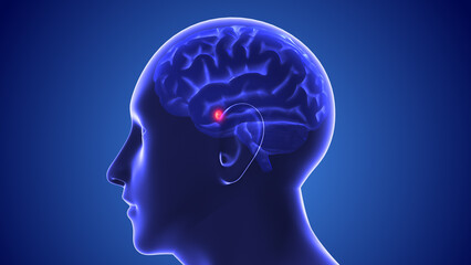 New brain target for treatment of autism	