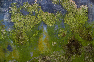 Fungi Green Moss Texture abstract background concrete wall. Rusty, Grungy, Gritty Vintage Background