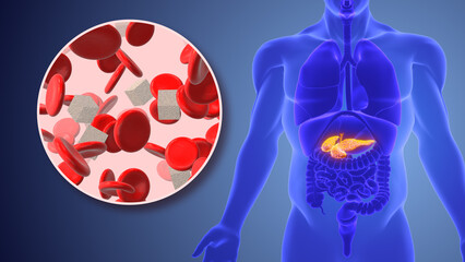 Pancreatic regulation of glucose homeostasis	