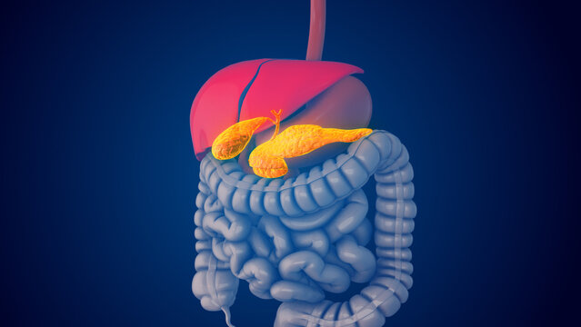 Glucose homeostasis is regulated by the pancreas