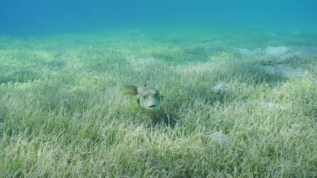 Broadbarred Toadfish or White-spotted puffer (Arothron hispidus) swims over seagrass bed among Round Leaf Sea Grass or Noodle seagrass (Syringodium isoetifolium) in sunbeams, Slow motion