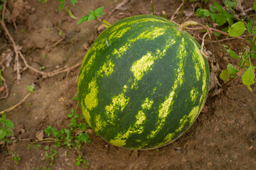 Arbuz na gruncie | Watermelon on the ground - obrazy, fototapety, plakaty