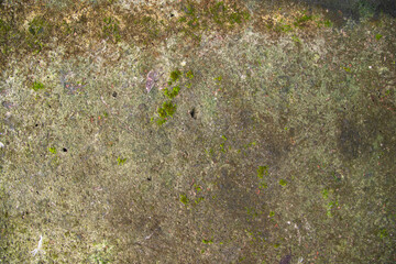 Fungi Green Moss Texture abstract background concrete wall. Rusty, Grungy, Gritty Vintage Background