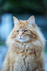 Closeup of a domestic orange tabby cat.