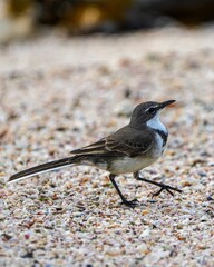 Wagtail bird walking on a beach.