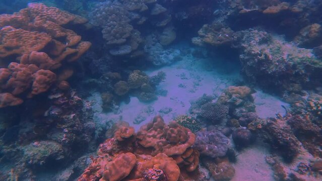 Snorkling snorkel in Phi Phi Island Corel reef teaming with reef fish of various colours. Phuket Thailand teaming with reef fish of various colours. vibrant and colourful Corel reef