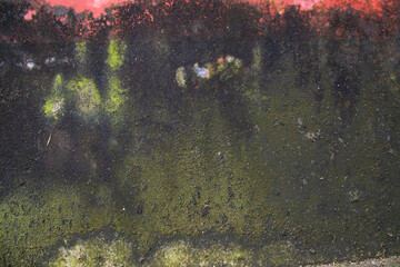 Fungi Green Moss Texture abstract background concrete wall. Rusty, Grungy, Gritty Vintage Background