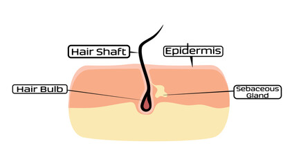 Healthy hair follicle, flat color illustration