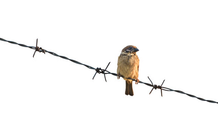 Abstract, creative idea, Inspiration of freedom Tree Sparrow birds. A free bird that even a barbed...