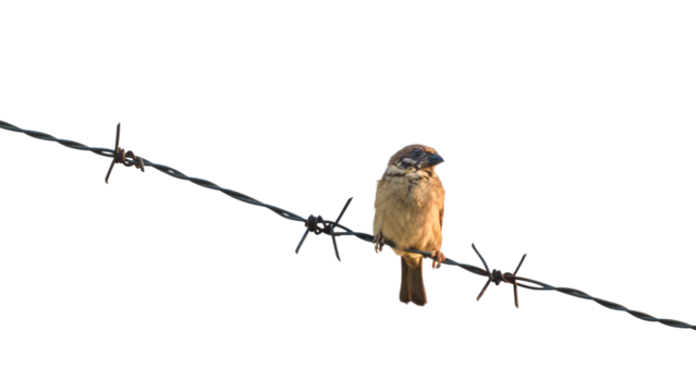 Abstract, creative idea, Inspiration of freedom Tree Sparrow birds. A free bird that even a barbed wire fence cannot imprisonment.
