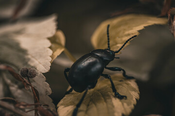 beetle on a leaf