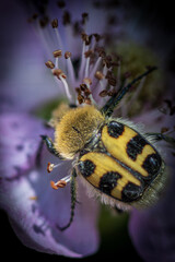 bee on a flower