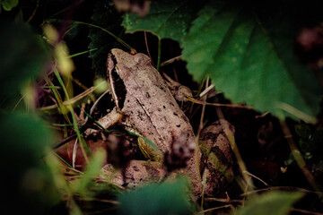 frog in the grass