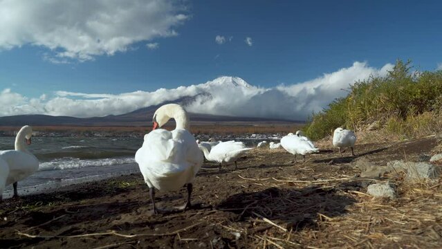 Video 4K of Swans with Mountain Fuji in Japan Lake Yamanaka.