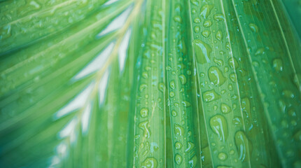 Nature bright concept. Closeup of green leaf with many droplets. Freshness by water drops. Environmental care and sustainable resources. Natural green freshness leaves rain texture background