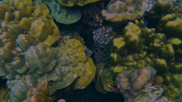 Snorkling snorkel in Phi Phi Island Corel reef teaming with reef fish of various colours. Phuket Thailand teaming with reef fish of various colours. vibrant and colourful Corel reef