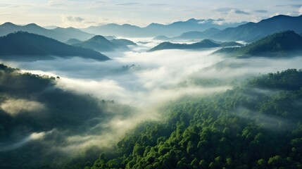 A foggy landscape in the jungle.