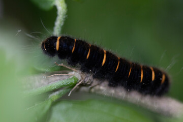 caterpillar on leaf