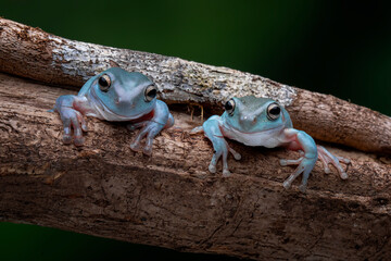 The Blue Dumpy Tree Frog (Litoria caerulea) is a species of tree frog native to Australia and New Guinea. 