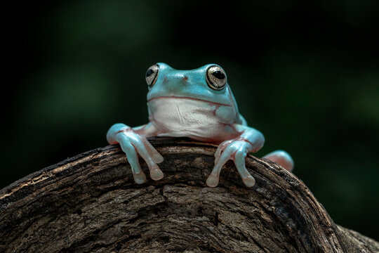 The Blue Dumpy Tree Frog (Litoria caerulea) is a species of tree frog native to Australia and New Guinea. 