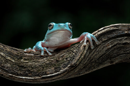 The Blue Dumpy Tree Frog (Litoria caerulea) is a species of tree frog native to Australia and New Guinea. 