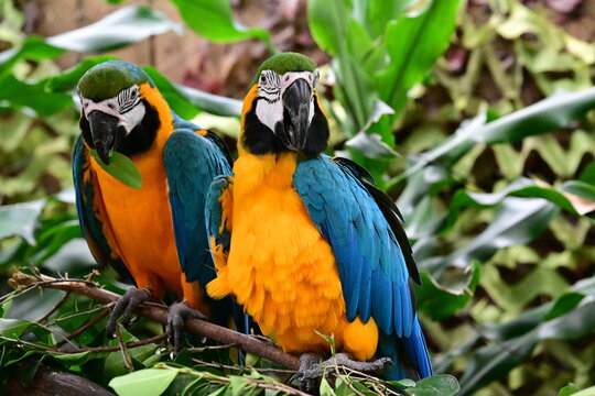 Are you hungry? Why are you eating leaves?
