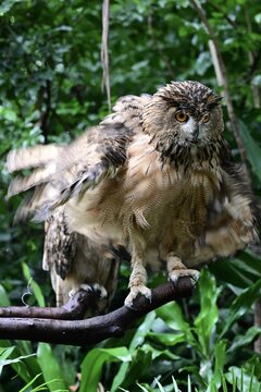 Owl's feather cloak