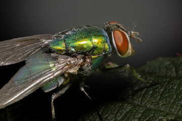 fly on leaf