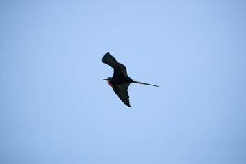 Magnificent frigatebird (Fregata magnificens) flying off Santa Cruz Island, Galapagos Islands,...