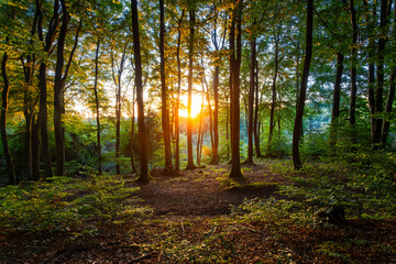 Colorful sunset in beech forest (Fagus) in Iserlohn, Germany. Idyllic warm autumn atmosphere with...