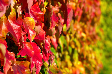 Colorful gradient background from red, yellow, green in bright autumn sunlight. Virginia creeper or...