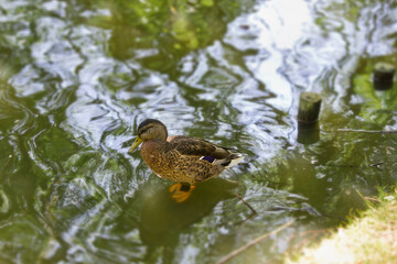 close-up of a duck in lake water