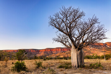 Boab tree, El Questro, Kimberley, West Australia, Australia
