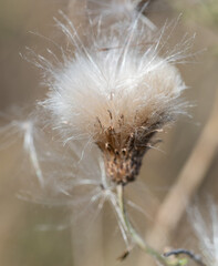 Dried thistle flower with fluffy thorn seeds