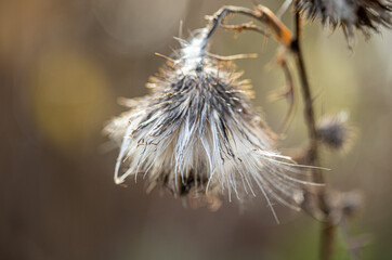 Dried thistle flower with fluffy thorn seeds