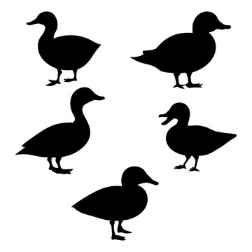 Duck set of black silhouettes vector