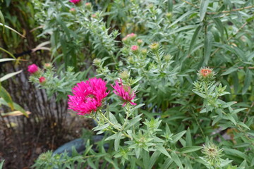 A flower of magenta colored Michaelmas daisies in October