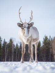 Portrait of a white reindeer in a finnish forest