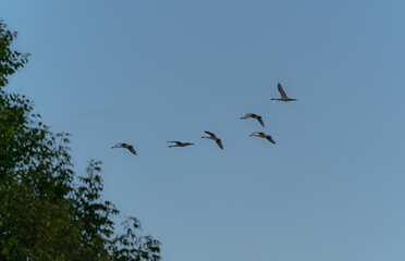 Migration of migratory birds to warm lands. Wild geese