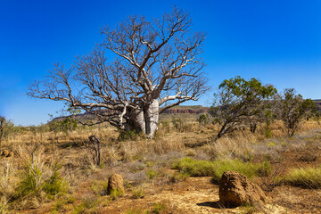 Boab tree, El Questro, Kimberley, West Australia, Australia