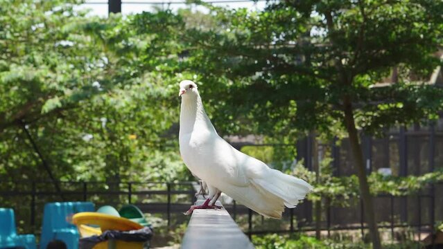 white doves sitting on park fence inside large aviary, botanical garden inside the dome cage.