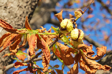 repening chestnuts on a tree branch on a sunny autumn day