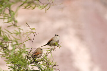 "Melodies in the Heights: Musician Thrushes of Maimará, Jujuy, Argentina" © Guillermotopp