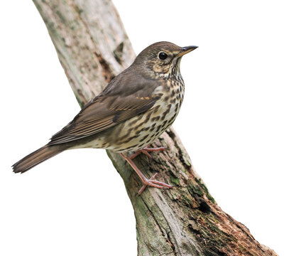 Song thrush (Turdus philomelos), PNG, songbird isolated on transparent background