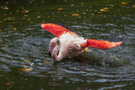 Pink flamingo in the water. The flamingo has water drops on it. © Roman Bjuty