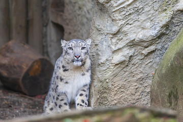Fototapeta premium A big leopard-like cat Irbis - Panthera uncia is lying down and resting.
