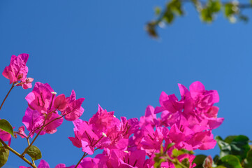 pink tropical flowers against blue sky 1 - obrazy, fototapety, plakaty